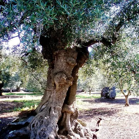 Casale Cappuccio *