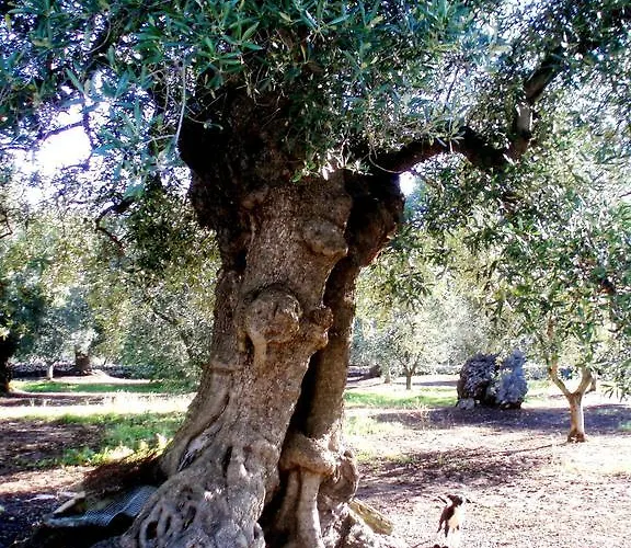 Casale Cappuccio *